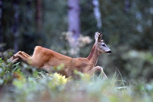 Zielone projekty dla zrównoważonych miast