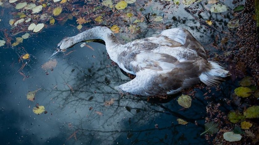 Truchła łabędzi w Kanale Żerańskim. "U jednego stwierdzono ptasią grypę"