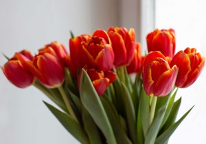 Kako da lale nedeljama traju u vazi: Baka mi je otkrila trik koji ne košta ni dinara