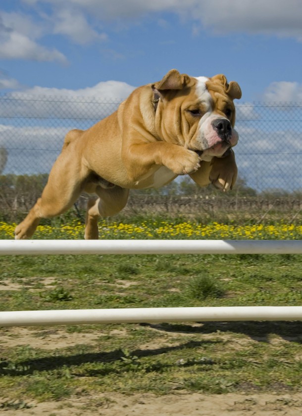 jumping bulldog