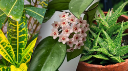 Obrazkowy QUIZ. Dopasuj nazwę rośliny do zdjęcia. 10/10 zdobędzie tylko mistrz