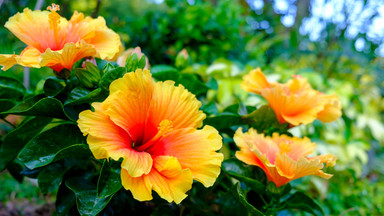 Róża chińska (hibiskus), czyli ozdobny krzew o dużych kwiatach. Jak ją uprawiać w ogrodzie i w domu?