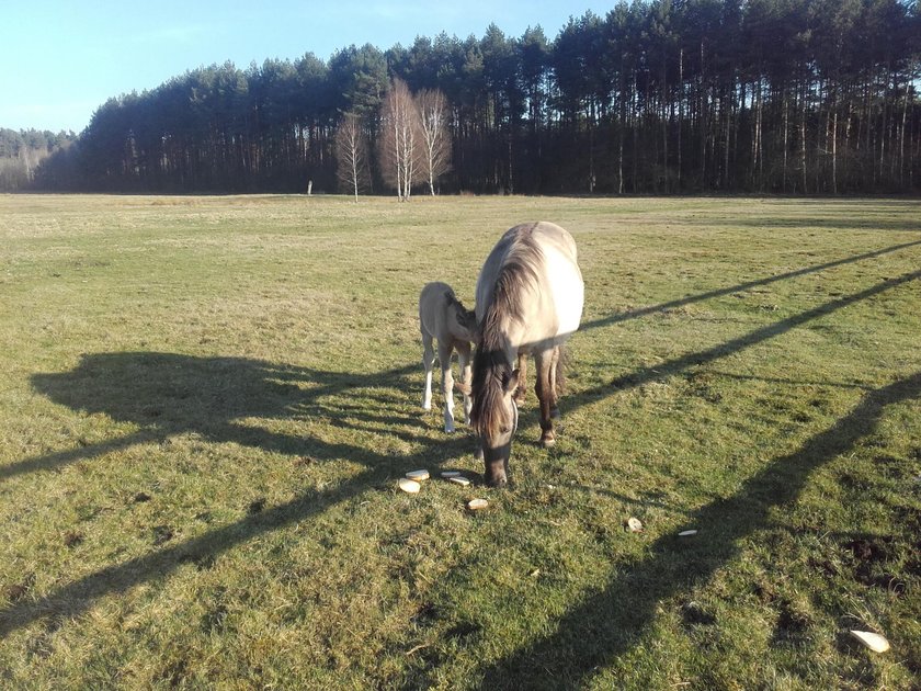 Konik polski w Nadleśnictwie Tuszyma