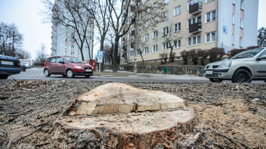 Terlecki: klub PiS złoży projekt ws. wycinki drzew