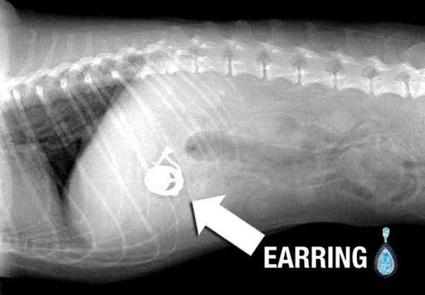 Собака съела рыбу. Кости в желудке собаки рентген. Барий для рентгена желудка собаке.