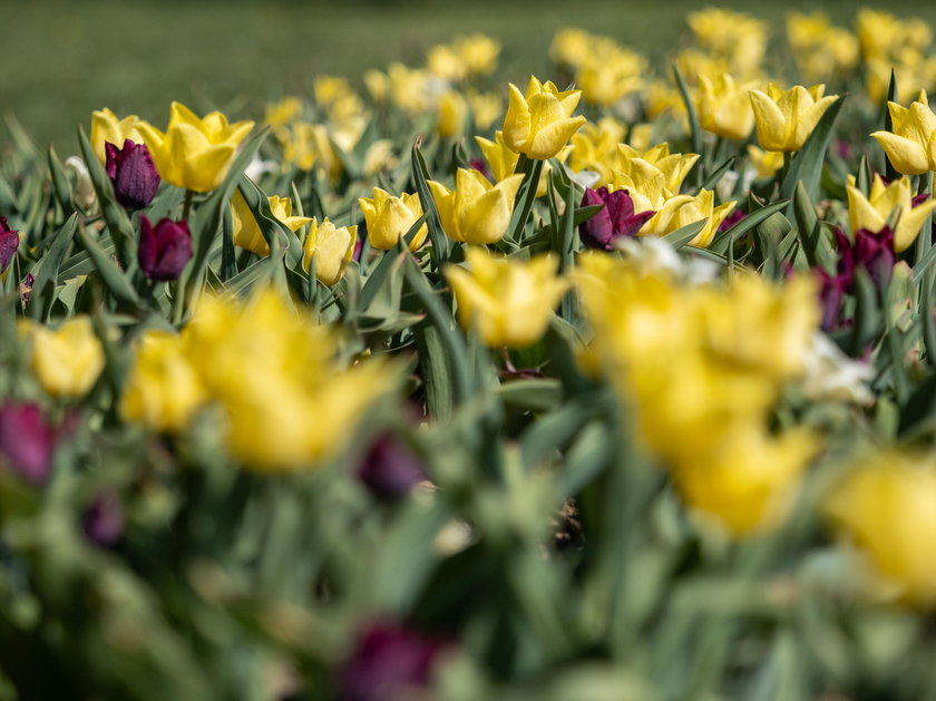 Otworzyli Ogród Botaniczny na jeden dzień