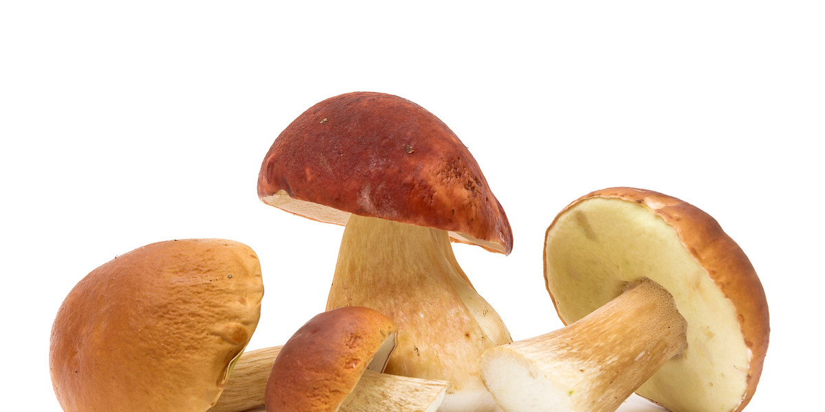 mushrooms close up isolated on white background