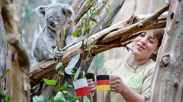 Nem jósol többet eredményt a leszerepelt koala / Fotó: AFP