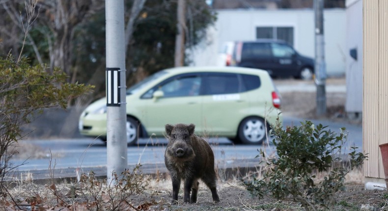 Fukushima wild boar