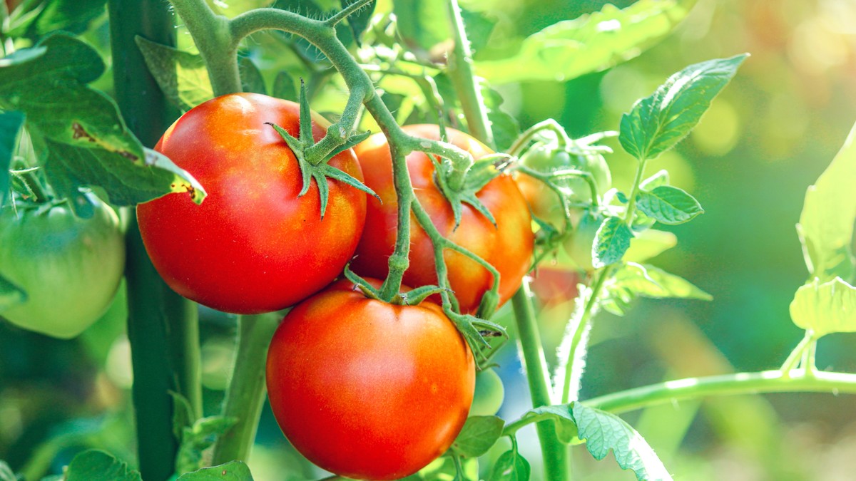 Trik za sočan i krupan paradajz: Samo pospite ovo oko biljke i plodovi će biti krupni