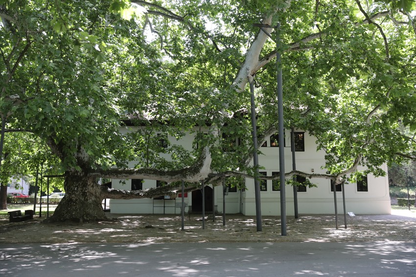 Topčiderski park i čuveni platan