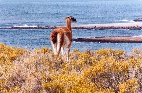 Galeria Argentyna - Wybrzeże Patagonii, obrazek 65