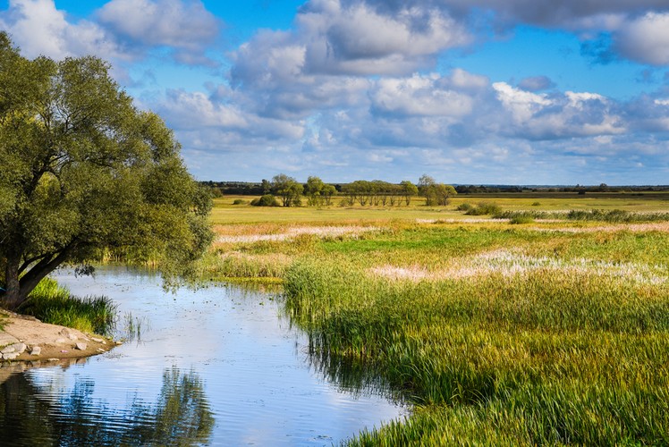 <strong>Biebrza</strong>
<br></br>
Biebrza to prawy dopływ Narwi. Długość: ok. 165 km. Biebrza ma swoje źródła na południe od Nowego Dworu na Podlasiu, uchodzi do Narwi ok. 3 km od Wizny. Poprzez Kanał Augustowski łączy się z Niemnem.
<br></br>
Na całej długości rzeka płynie pradoliną Biebrzy, która ma największą w Polsce pojemność retencyjną (porównywalną do pojemności największych w kraju zbiorników wodnych). W czasie wiosennych roztopów rzeka tworzy rozległe rozlewiska.
<br></br>