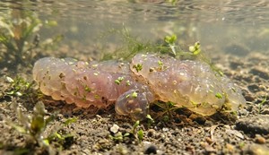 Rečna meduza