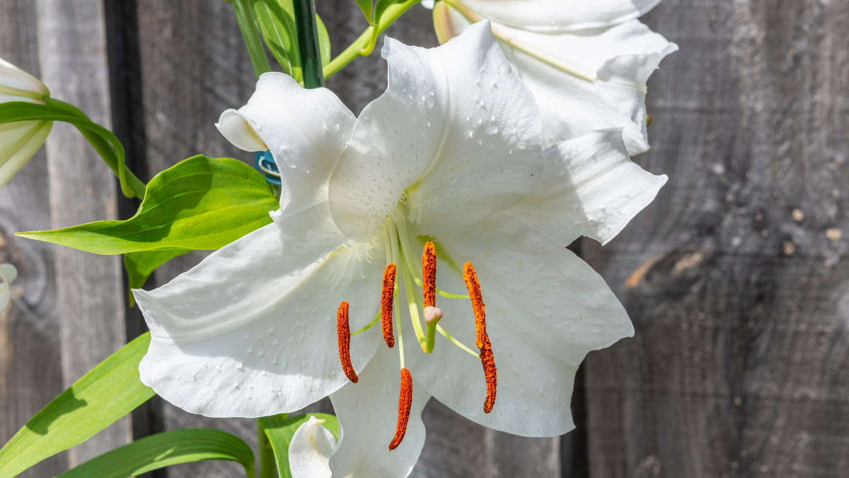 Lilia św. Józefa jest nazywana magicznym kwiatem. O czym trzeba wiedzieć?