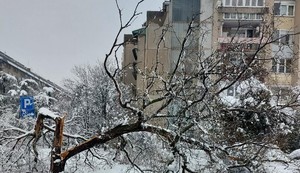 Palo drvo u 28 bloku