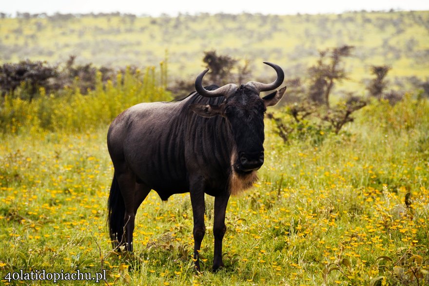 Park Narodowy Serengeti, Tanzania 2021