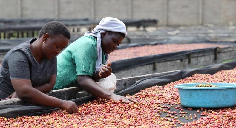 Ugandan coffee export earnings have hit a 30 year record