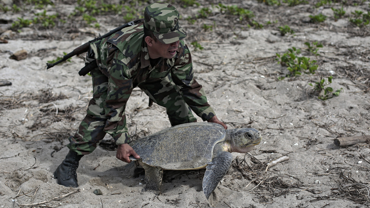 Żółwie pojawiły się na plaży w Nikaragui