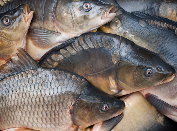 Rysiu rekordzista. Ile waży polski karp-gigant?