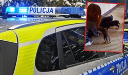 Horror 7 psiaków. "Bez wody i jedzenia". Gdzie właściciel?