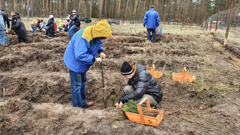 Gryfino. Zasadzili nowy Krzywy Las, fot. RDLP Szczecin