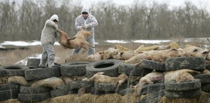 Polsce grozi epidemia! Zabójczy wirus tuż za granicą