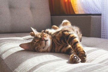 Macskaszőr-allergia ellen megoldás lehet-e hipoallergén macskát tartani? Itt a válasz!
