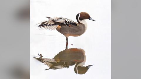 Birds in Poland on Instagram: "UWAGA: gatunek krytycznie zagrożony / [ENG] Critically endangered specie [ rożeniec zwyczajny / northern...