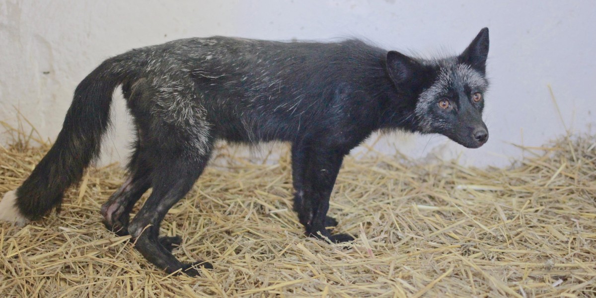 Do poznańskiego Zoo trafiły trzy lisy uratowane z fermy futrzarskiej