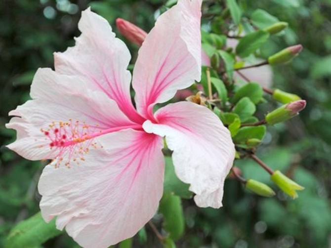Hibiskus