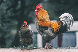 Polski drób na podbój Chin? Wizja wznowienia eksportu