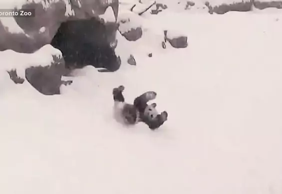 Panda cieszyła się śniegiem jak małe dziecko. Zjazd z górki tuż po pobudce