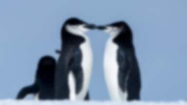 O ponad 70 proc. spadła liczba pingwinów na Antarktydzie. Następują nieodwracalne zmiany