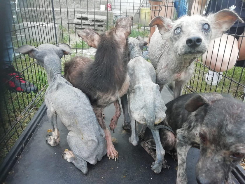 Garwolin: kilkadziesiąt psów trzymanych w potwornych warunkach