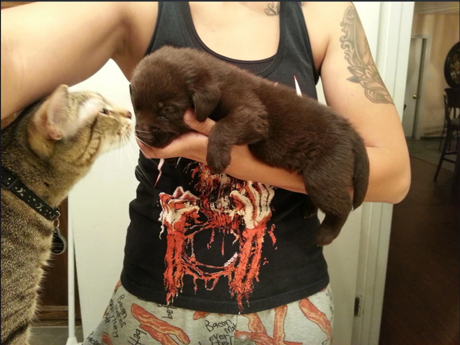 Kvin i Bronson: Ljubav