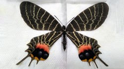 Miały być obrazki, były rzadkie motyle pod ochroną. Nielegalna przesyłka z Kazachstanu