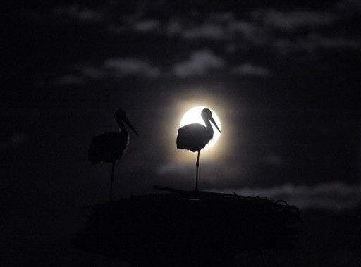 POLAND - STORKS