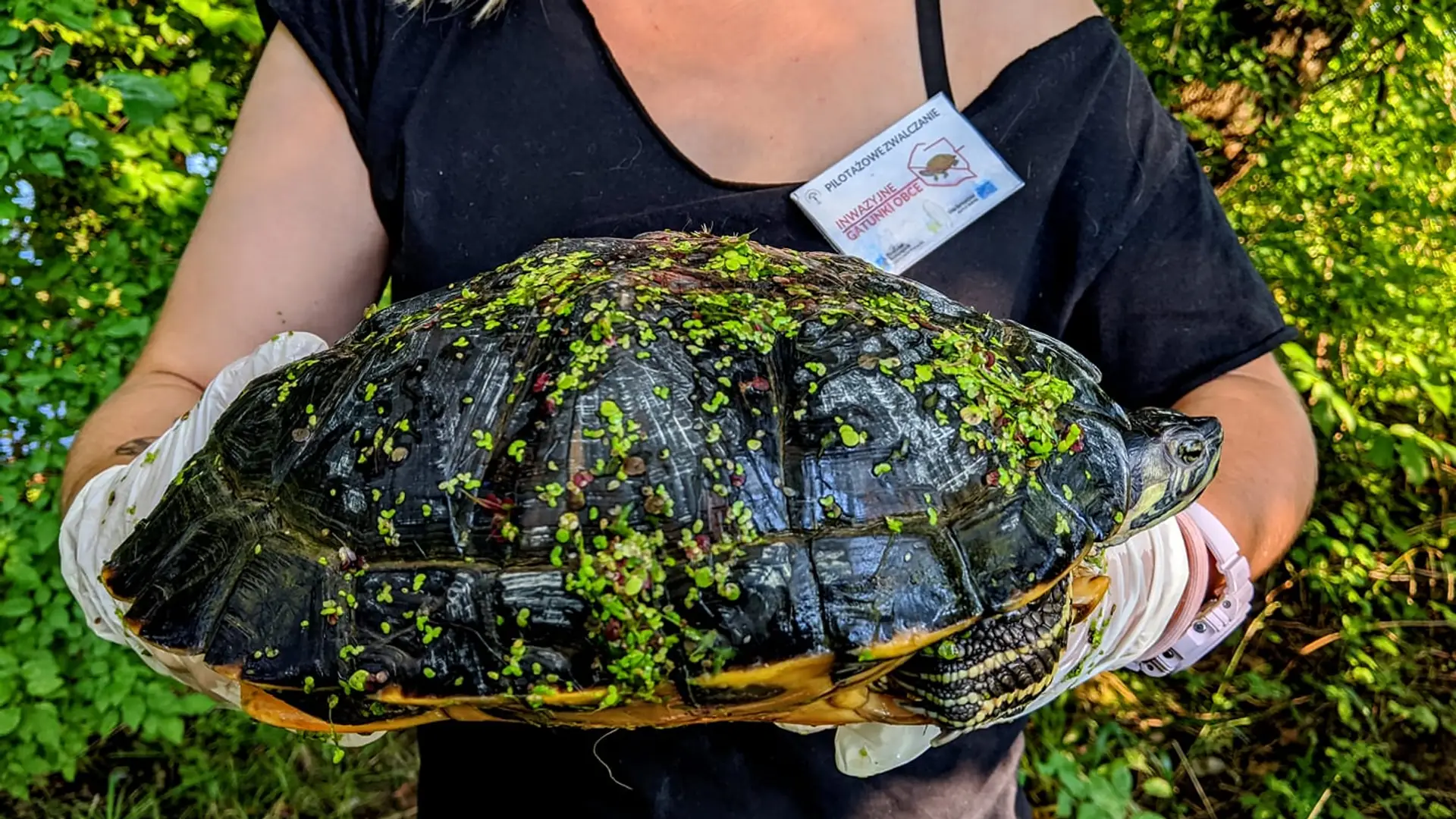 W Wiśle pływał egzotyczny żółw gigant. Sprawdzamy, jak znalazł się w Puławach