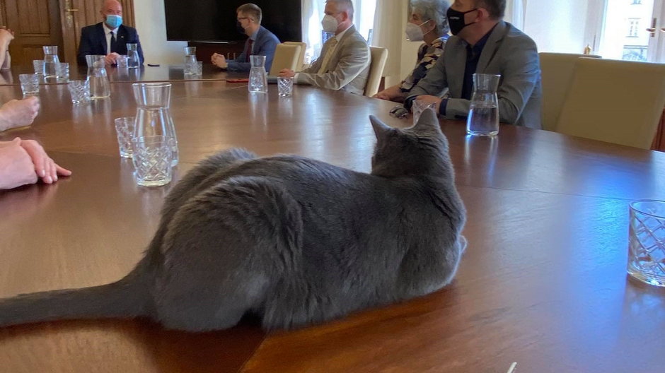 Kot Wrocek na posiedzeniu rady