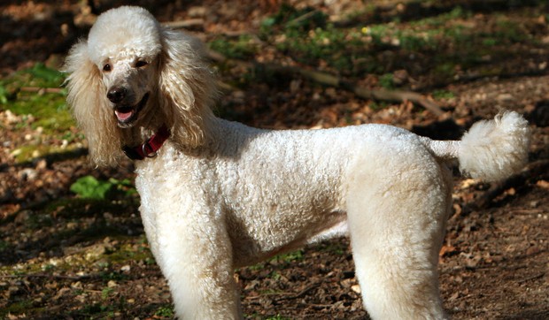 psi prvi tekst01 pudlica foto Wikipedia John Leslie