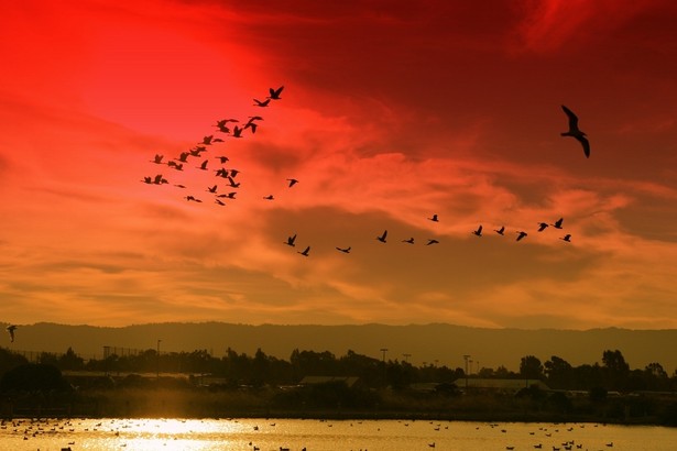 Temperatura nie spada tu poniżej 14⁰C, nawet zimą. Klimat, ze względu na położenie nad zatoką, jest umiarkowany. Palo Alto ma jedynie 65 289 mieszkańców i powierzchnię 67 km kw. Jest przy tym jednym z najdroższych miast w Stanach Zjednoczonych. Na zdjęciu: Zachód słońca nad zatoką w Palo Alto