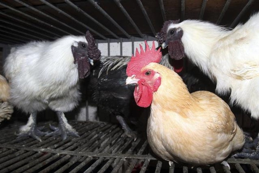Umesto da uginu od gušenja gasom, kokoške će otići u zasluženu penziju