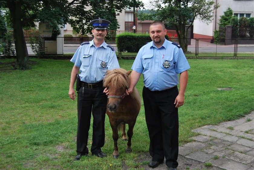 Kucyk sam zgłosił się na policję