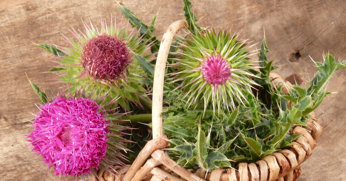 Na co pomaga ostropest plamisty