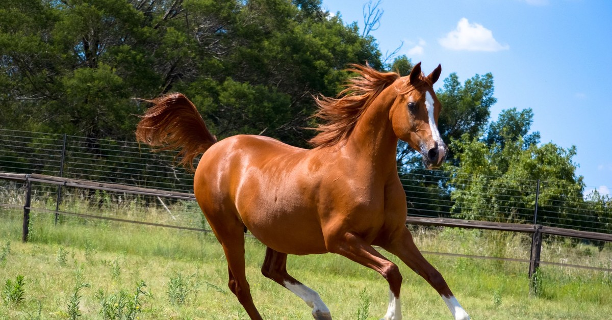 Aukcje koni arabskich odzyskują blask – sprzedaż wraca do najwyższych poziomów