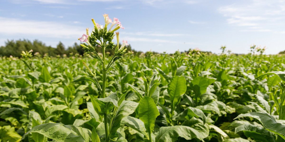 Polscy plantatorzy tytoniu boją się o swoją przyszłość