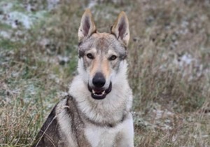 Pas za kojim se traga