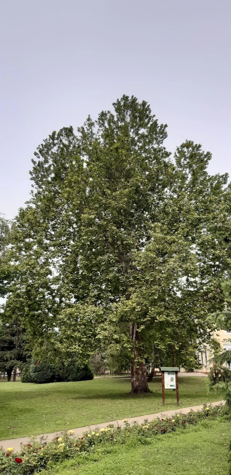 Američki platan u Futogu