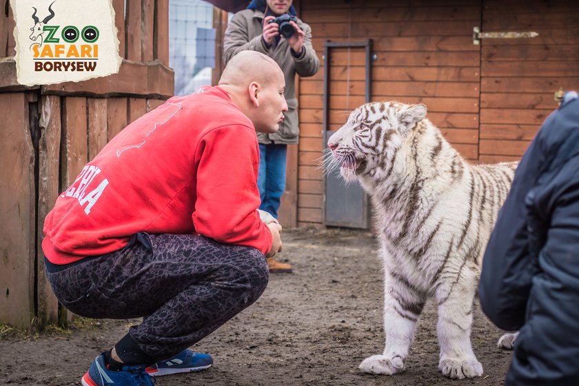 Artur Szpilka i Andrzej Wawrzyk bawili się z tygrysami